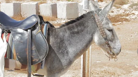 A donkey standing up tied to a pole Stock Footage 56521117