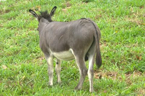 Donkey stands on grass Stock Photos