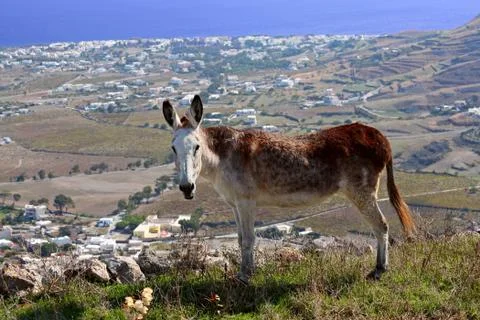 A donkey stands on a hillside Stock Photos