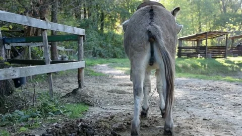 A donkey stands with its back to the camera and defecates on the ground Video stock 344908374