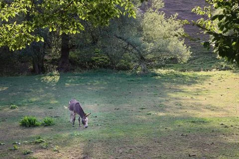 Donkey stands in the meadows and eats grass in front of green forest Stock Photos
