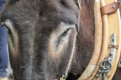 Donkey stands still while pulling equipment Stock Photos