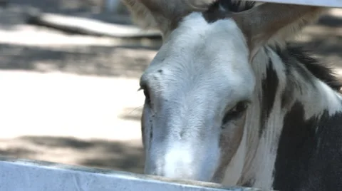 Donkey Stares at Camera Video stock 64912678
