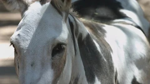 Donkey Stares Into Camera Stock Footage 64913677