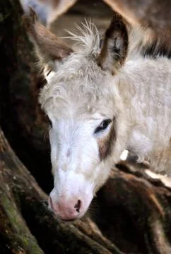 Donkey stares 写真素材