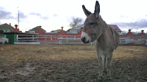 Donkey stay and show affection Stock Footage 58592811