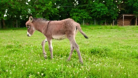 Donkey stock 4k 01 Stock Footage 285506843