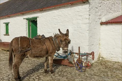 Donkey stood outside a stable next to some old farm machinery Stock Photos