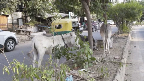 Donkey in the streets in India Stock Footage 267890472