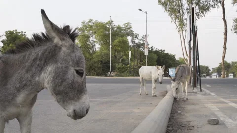 Donkey in the streets in India Stock Footage 267890484