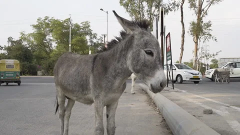 Donkey in the streets in India Stock Footage 267890486