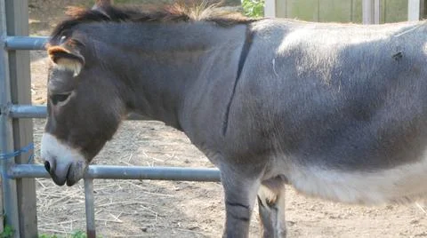 A Donkey with a Stripe Фото