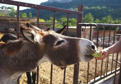 Donkey stuck his face through the bars on the farm Foto stock