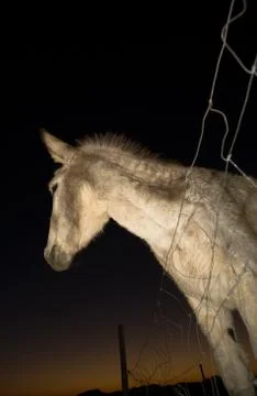 Donkey at sunset Stock Photos