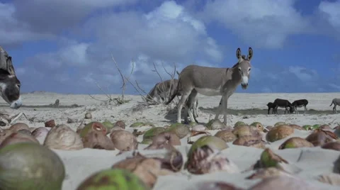 Donkey surrounded by coconuts Stock Footage 48408719