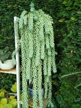 DONKEY TAIL FLOWER Stock Photos