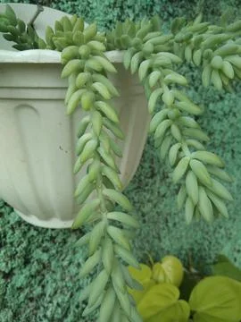 DONKEY TAIL Stock Photos