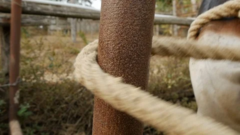 Donkey tied to a post Stock Footage 119616268