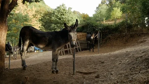 Donkey tied to a post slo-mo 動画素材 119615877