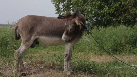 A donkey tied to a tree in a clearing Stock Footage 138472093