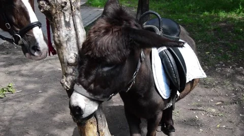 Donkey tied to a tree Stock Footage 52559247