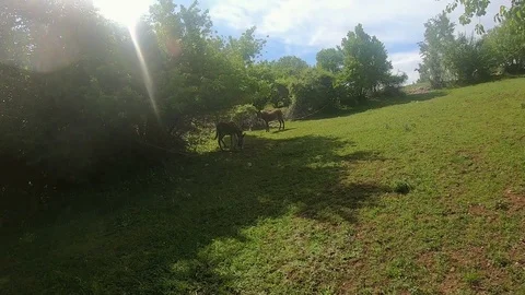 Donkey tied to a tree Video stock 117071104