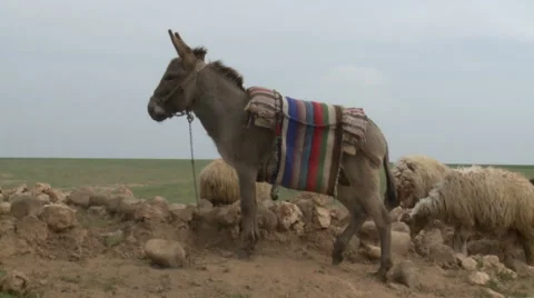 Donkey Together With Sheep Stock Footage 46044404