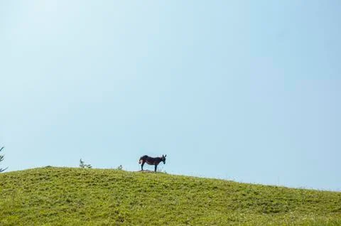 Donkey on top of a mountain Stock Photos