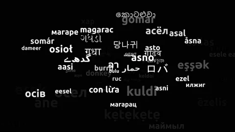 Donkey Translated in 73 Worldwide Languages Endless Looping 3d Zooming Wordcl Stockbeeldmateriaal 145216917