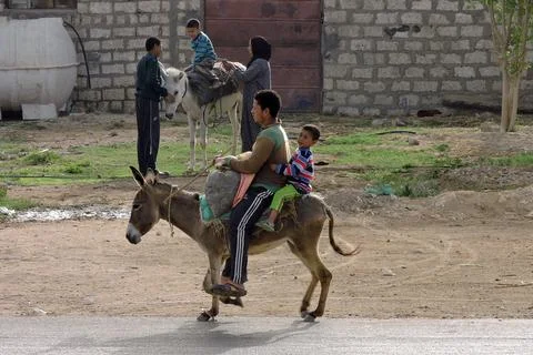 Donkey Transport Stock Photos
