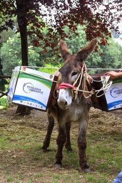 Donkey with tussock Foto stock