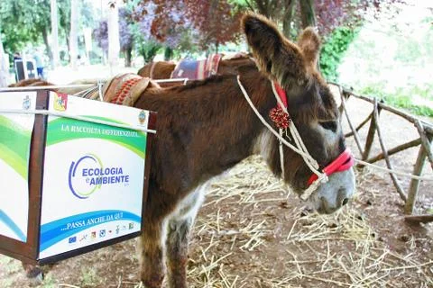 Donkey with tussock Stockfoto's