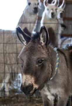 Donkey on a typical farm Stock Photos
