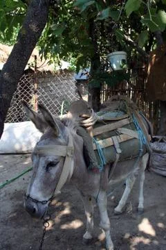 Donkey under the trees Stock Photos