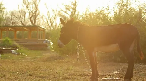 Donkey at the village Stock Footage 8759729