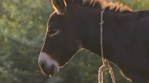 Donkey at the village Stock Footage 8759811