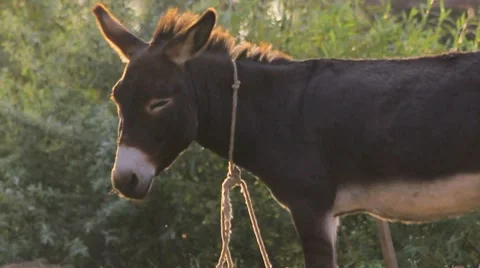 Donkey at the village Stock Footage 8759977