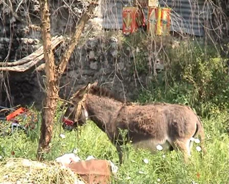 Donkey in village Stock Footage 8956801