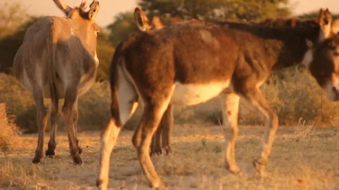 Donkey walk left to right darker longer Stock Footage 103304690