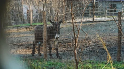 A donkey walking around the zoo Stock Footage 147515403