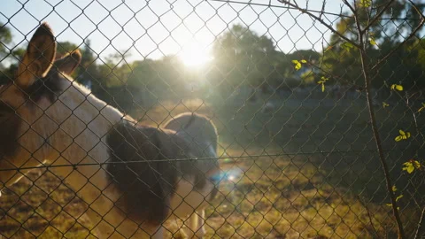 Donkey Walking Behind Fence at Sunset in Rural Field, Montrichard, France Stock Footage 345691488