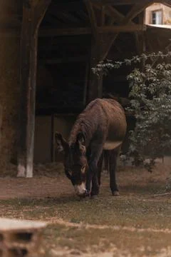 Donkey walking on a farm Stock Photos
