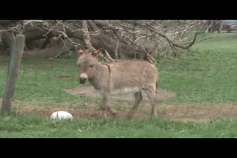 Donkey walking Stock Footage 7762106