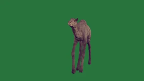 A donkey is walking on green screen and horse standing animated chromakey Видео 335122272
