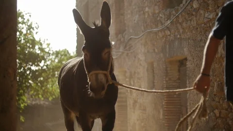Donkey walking on a lead 動画素材 119616191