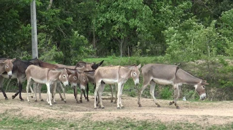 Donkey walking on local road. Stock Footage 66528846