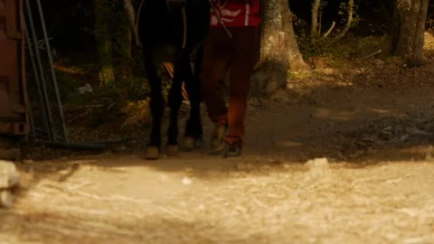 Donkey walking slo-mo 動画素材 119616528