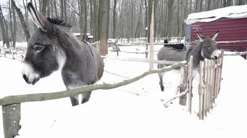 Donkey walking on snow in the zoo Stock Footage 73379749