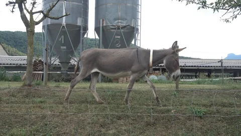 A donkey walking through the bush Stock Footage 117976086
