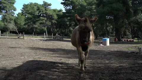 Donkey walking towards the camera Stock Footage 140383184